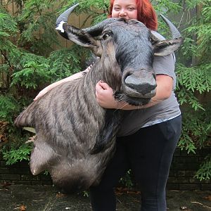 Blue Wildebeest Shoulder Mount Taxidermy