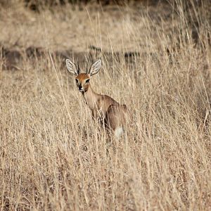 Limpopo Steenbok