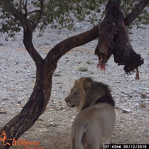 Exceptional & Rare Namibian Lion