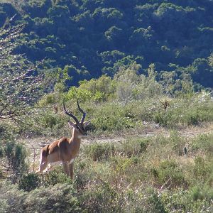 Impala