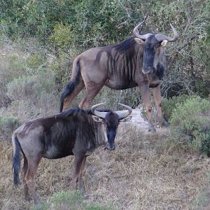 Blue Wildebeest