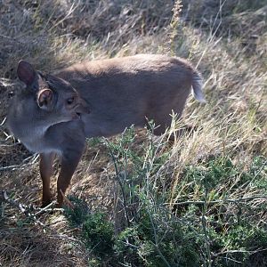 Blue Duiker