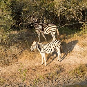 Burchell's Plain Zebra