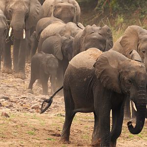 Herd of Elephant