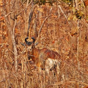 Lichtenstein's Hartebeest