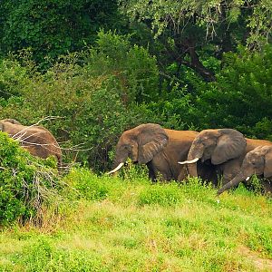 Herd of Elephant