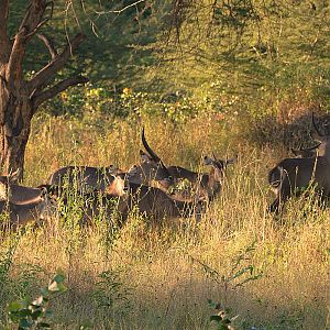 Herd of Waterbuck