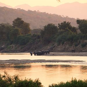 Herd of Elephant