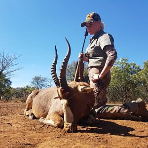 Hunting Blesbok South Africa