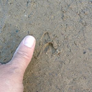 Blue Duiker Track