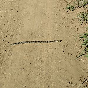 Puff adder Snake