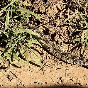 Puff adder Snake