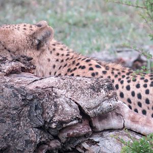 Cheetah Kruger National Park Sightseeing South Africa