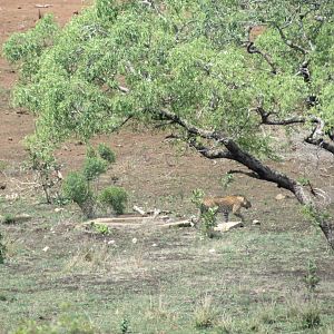 Sightseeing South Africa Leopard Kruger National Park