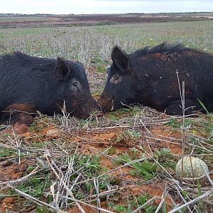 Boar Hunting