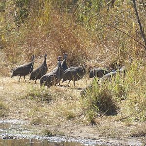 Sightseeing Zimbabwe Guinea Fowl