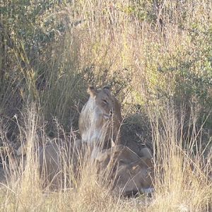 Lions Zimbabwe Sightseeing