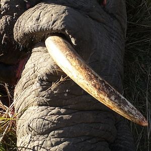 Zimbabwe Hunting Elephant