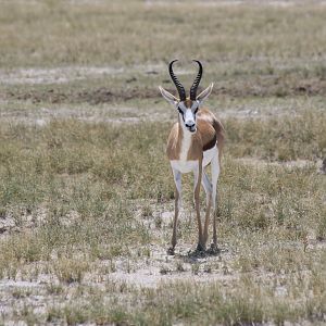 Springbok