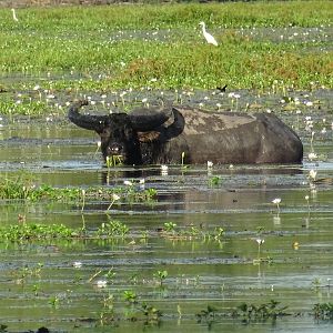 Asiatic Water Buffalo Northern Territory Australia