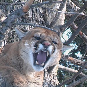 Mountain Lion