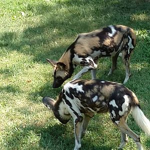 African Wild Dogs