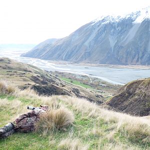 Glassing Tahr in New Zealand