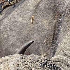 Cape Buffalo Bow Hunt