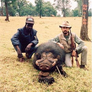 Giant Forest Hog Jibat Forest, Ethiopia