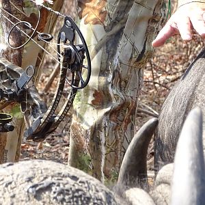 Cape Buffalo Bow Hunt