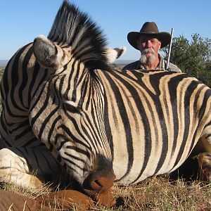 South Africa Burchell's Plain Zebra Hunting