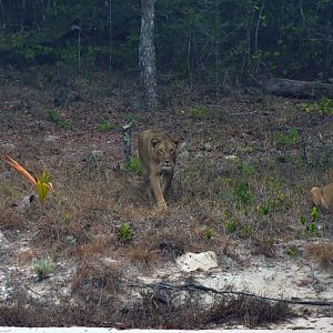 Mozambique Lions