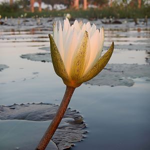 Water lily