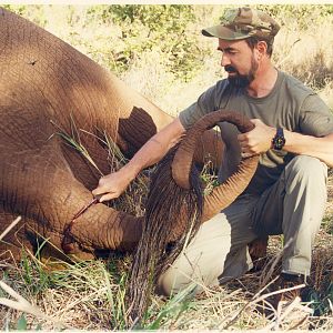 Zimbabwe Hunting Elephant