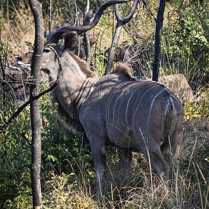 Kudu