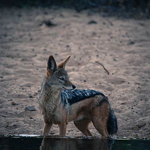 Black-backed Jackal