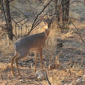 Damara Dik Dik Namibia