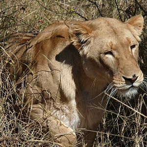 Lioness