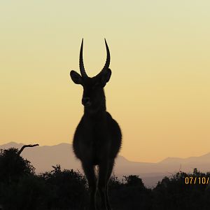 Waterbuck silhouette