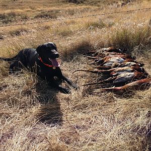 Pheasant Wing Shooting