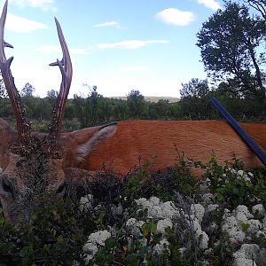 Roebuck Hunt Norway