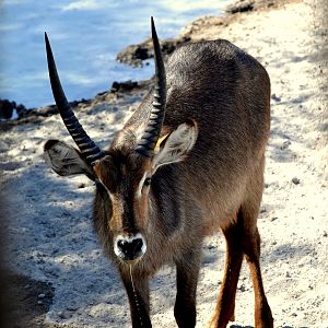 Young Waterbuck