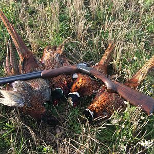 Pheasant Bird Hunting