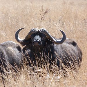 Cape Buffalo