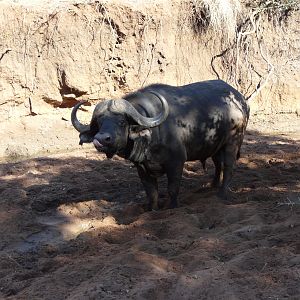 Cape Buffalo