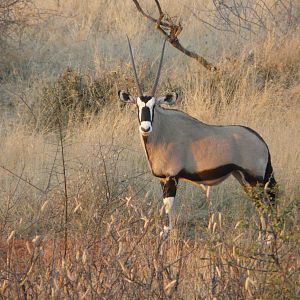 Gemsbok