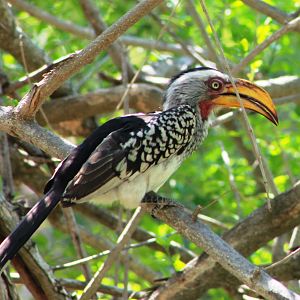 Hornbill