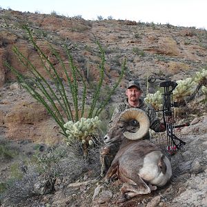 Bow Hunting Desert Bighorn Sheep