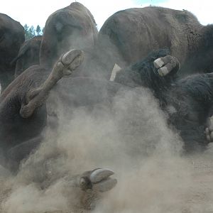 American Bison dusting