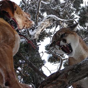 Idaho Mountain Lion